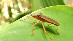 Leptoscelis elongator