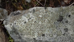 Protoblastenia rupestris