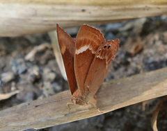 Abisara bifasciata