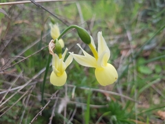 Narcissus triandrus pallidulus