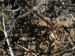 Holothrix burchellii