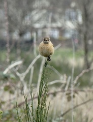 Saxicola rubicola