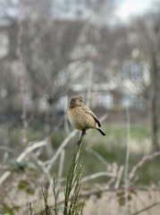 Saxicola rubicola