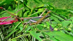 Staleochlora trilineata