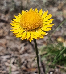 Leucochrysum graminifolium