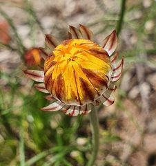 Leucochrysum graminifolium