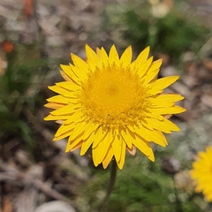 Leucochrysum graminifolium
