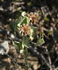 Abutilon sonneratianum