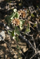 Abutilon sonneratianum