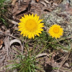 Leucochrysum graminifolium