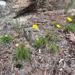Leucochrysum graminifolium