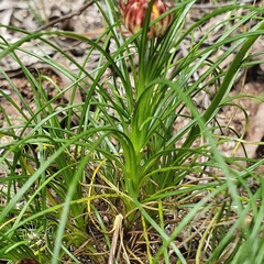 Leucochrysum graminifolium