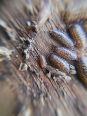 Porcellium collicola