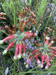 Erica massonii