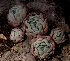Echeveria elegans