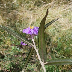 Solanum brownii