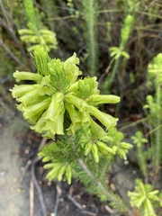 Erica viscaria