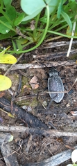 Carabus rugosus celtibericus