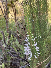 Erica perspicua
