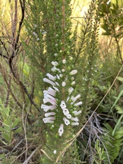 Erica perspicua