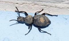 Cephalostenus orbicollis