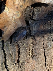 Oniscus asellus