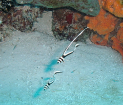 Eques punctatus