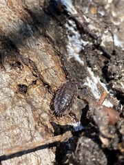 Oniscus asellus