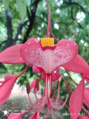 Amherstia nobilis