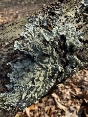 Flavoparmelia caperata