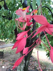 Amherstia nobilis