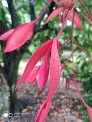 Amherstia nobilis