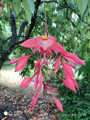 Amherstia nobilis