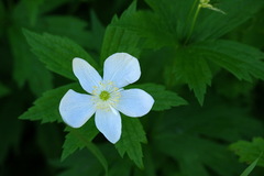 Anemonastrum canadense