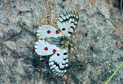Parnassius bremeri
