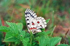 Parnassius bremeri