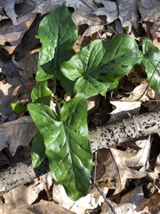 Arum maculatum