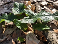 Arum maculatum