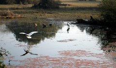 Threskiornis melanocephalus