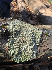 Flavoparmelia caperata