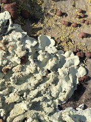 Flavoparmelia caperata