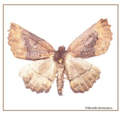 Pseudaleucis fasciata