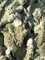 Flavoparmelia caperata