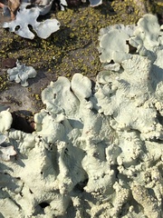 Flavoparmelia caperata