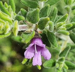 Prostanthera stricta