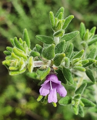 Prostanthera stricta