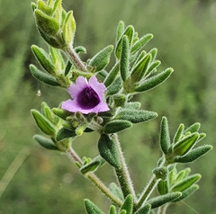 Prostanthera stricta