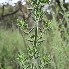Prostanthera stricta