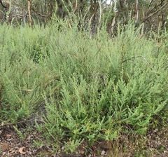 Prostanthera stricta