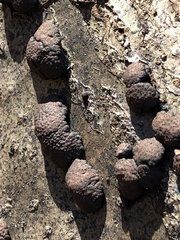 Annulohypoxylon thouarsianum